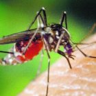Brote de epidemia en brasil/ foto de Archivo
