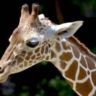 Nace una nueva jirafa en Valencia de una subespecie en peligro de extinción