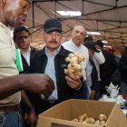 Los productores cultivan los mejores jengibre orgánico del Caribe