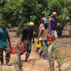 la-debacle-de-la-agricultura-haitiana