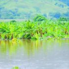 Una plantación de plátano inundada por lluvias del huracán María