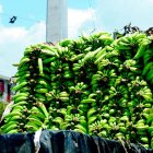 Los plátanos verdes, las papas y arroz subieron de precios en marzo