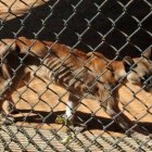 Animales en peligro de extinción mueren en zoo de Venezuela por falta de comida