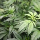 Estados analizan proteger marihuana del gobierno federal