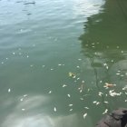 Peces río Haina