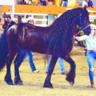Uno de los elegantes caballos de pura raza que participó en el rodeo de la Feria Agropecuaria