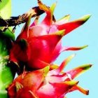 Pitahaya