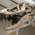 Huellas de dinosaurios en isla escocesa de Skye arrojan luz sobre evolución