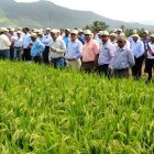 Productores de arroz.