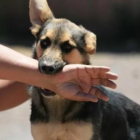 Hospital Robert Reid Cabral lamenta muerte de menor diagnosticado con rabia humana