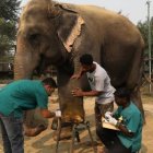 La India abre su primer hospital para los venerados elefantes