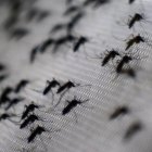 BRAZIL-MOSQUITO-DENGUE-CONTROL-OPERATION