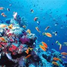 8 de junio: Día Mundial de los Océanos