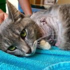 gato-pickles-ataron-pirotecnia-extremidades_0_0_960_597