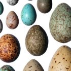 Vea aquí el por qué los huevos son de diferentes colores