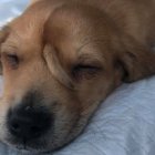 Conozca aquí la historia de Narwhal, el cachorrito «unicornio»