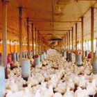 Virus afecta produccion de pollo en el pais. Hoy Wilson Aracena .
