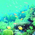 Ecosistema Marino. El Nacional/ fe