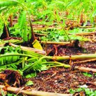 HERMANAS MIRABAL.- Perdidas aún por cuantificar, una casa destruida en más de un 35 por ciento y árboles derribados en las carreteras Salcedo- Tenares, Salcedo- Ojo de Agua, Las Cuevas y San José de Conuco, fue el resultado de un ventarrón que a eso de la 5 y 30 minutos de la tarde de este viernes azotó esta provincia.  Hoy/Fuente Externa 24/07/20