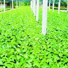Plantas de café listas para la siembra en uno de los viveros del Codocafé.