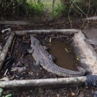 Cocodrilos del expelotero José Rijo 