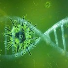 El descubrimiento de este nuevo mecanismo demuestra que el virus tiene a su disposición un conjunto de llaves para entrar en la célula. Fuente externa.