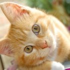 Gato. Fuente externa.