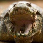 Cocodrilo sale de alcantarilla y entra a un edificio como Pedro por su casa