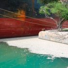 peces-en-barco