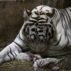 nacen-tres-tigres-blancos-de-bengala-en-el-zoologico-de-nicaragua