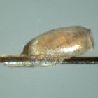 Un cabello humano con una liendre adherida con "cemento". EFE/Universidad de Reading.