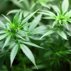 China: Cannabis era un alimento básico, según estudio