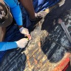 La ballena encontrada muerta en Montecristi falleció de manera fortuita