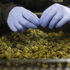 Canadá, el gran laboratorio de la marihuana