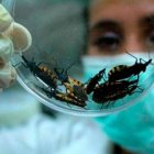Chagas