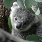 ARCHIVO - Un joven koala mira a través de las hojas de eucaliptus en un zoológico en Duisburg, Alemania, 28 de setiembre de 2018