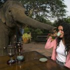 Del excremento de un elefante proviene el café más caro del mundo