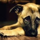 perro-triste