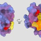 Imagen tridimensional que muestra la proteína humana PSD95-PDZ3 desde diferentes ángulos. Fuente externa.