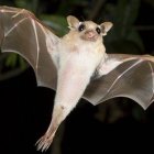 Un murciélago que ha sido capturado, pero no matado por el depredador, si es capaz de emitir un zumbido “podría” engañarle durante una fracción de segundo