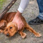 Imagen de referencia que no pertenece al hecho.