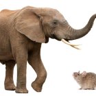 Elefante y ratón. Fuente externa. 