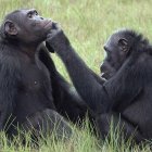 Los chimpancés se comunican muy similar a los humanos (Fuente externa).