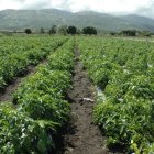 Se ejecuta a través del Ministerio de Agricultura,