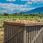 Empoderamiento de agricultores de papa