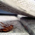 Cucaracha a punto de ser pisada (Fuente externa).