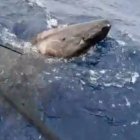 Tiburón capturado (Fuente externa).