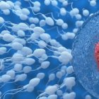 La fertilidad humana.