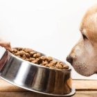 Perro no quiere comer (Fuente externa)