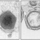 Identifican un mecanismo clave en el virus de la peste porcina africana